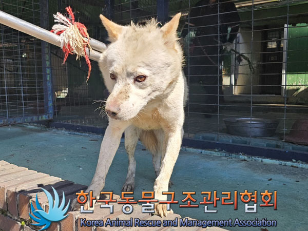 한국동물구조관리협회_441560202301125